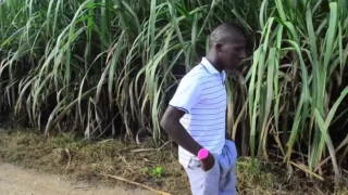 Dev Gibi Azgın Adam Tarlada Sertçe Sikişiyor